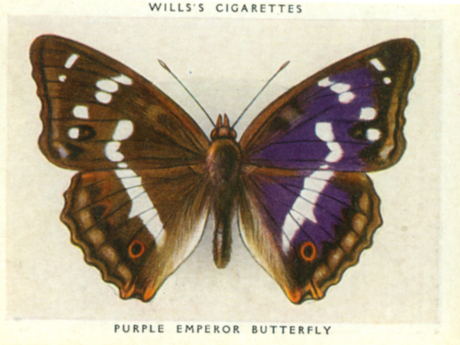 Butterfly cards